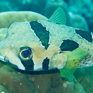 Blackblotched Porcupinefish