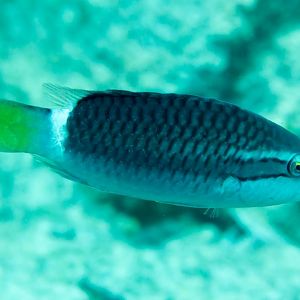 Ringtail Wrasse