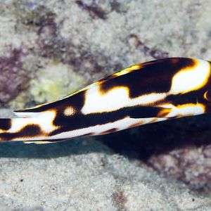 Oriental Sweetlips juvenile