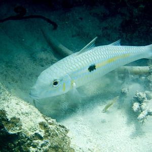 Yellowstripe Goatfish