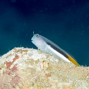 Bicolor Combtooth Blenny