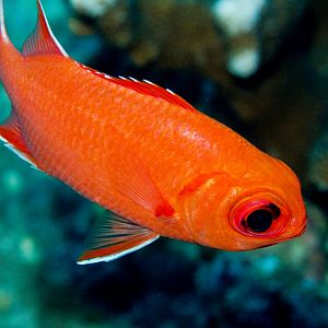 Whitetip Soldierfish