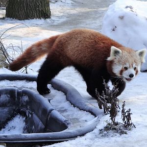 Red Panda