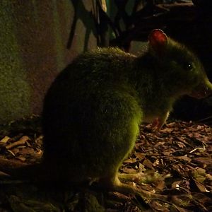 Brush-tailed Bettong
