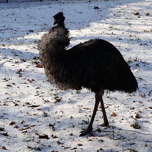 Emu