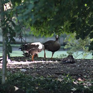 white-fronted geese