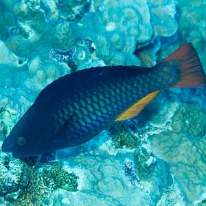 Tricolor Parrotfish