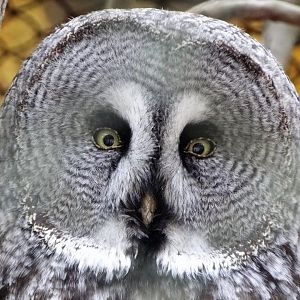 Great Grey Owl