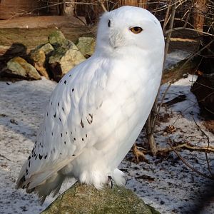 Snowy Owl