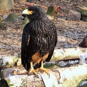 Striated Caracara