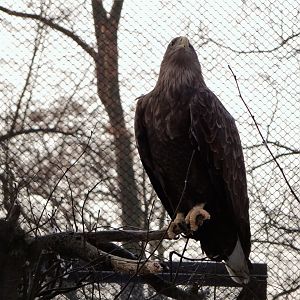 White-tailed Sea Eagle