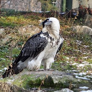 Bearded Vulture