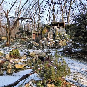 Bearded Vulture aviary