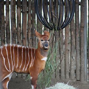 Baby Bongo in the nursery