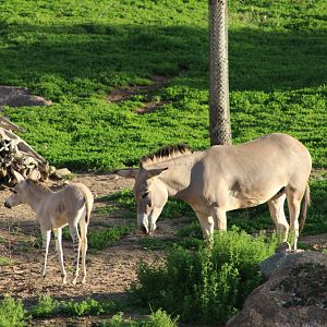 Somalian Wild Ass and Foal