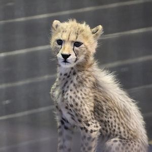 Three month old cheetah in nursery