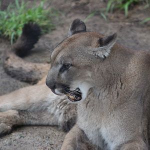 Puma exhibited in Northern Frontier