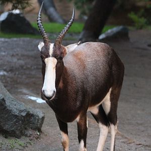 Bontebok in the rain