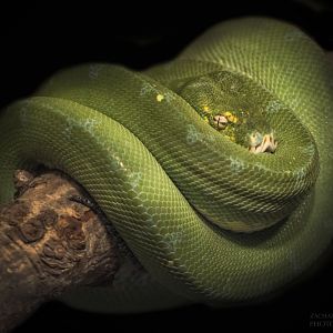 Feb. 2017 - Reptile House - Green Tree Python