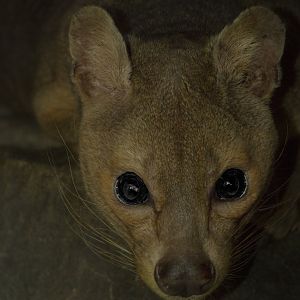 Feb. 2017 - Night Hunters - Fossa