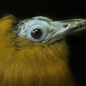 Feb. 2017 - Wings of the World - Capuchinbird