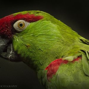 Feb. 2017 - Wings of the World - Thick-billed Parrot