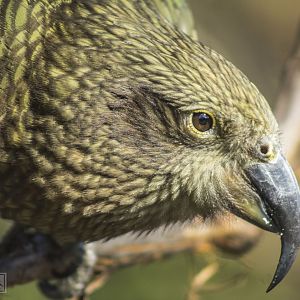 Feb. 2017 - Flight Cage - Kea