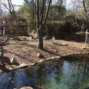 Feb. 2017 - Children's Zoo - King Penguin/African Penguin Exhibit