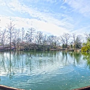 Feb. 2017 - Swan Lake Panorama