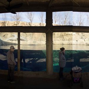 Feb. 2017 - Africa - Hippo Cove Underwater Viewing Pano