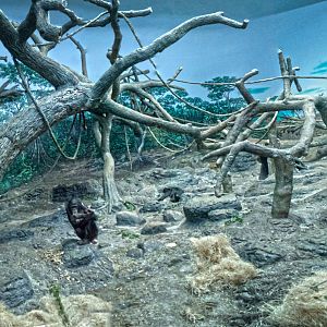 Feb. 2017 - Jungle Trails - Bonobo Indoor Exhibit