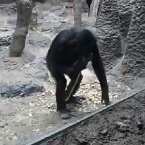 Feb. 2017 - Jungle Trails - Bonobo Spinning