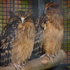 Malay fish owls, February 2017