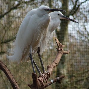 Little egrets, February 2017