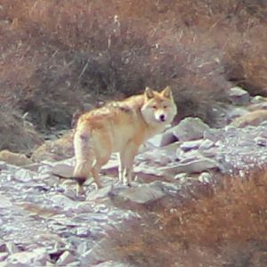 Tibetan Wolf (Canis lupus filchneri)