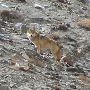 Tibetan Wolf (Canis lupus filchneri)