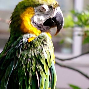 Milligold Macaw