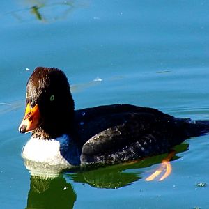 Barrow's Goldeneye