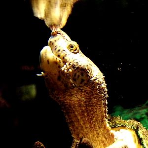 Loggerhead Musk Turtle