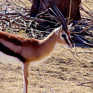 Thomson's Gazelle