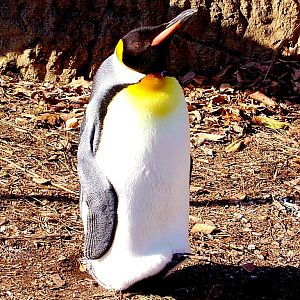 King Penguin