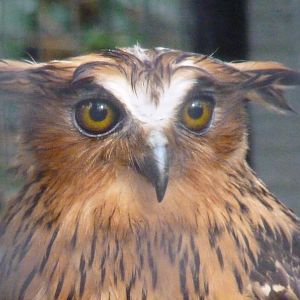 Malay fish owl, February 2017