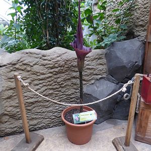 Devil's Tongue Plant