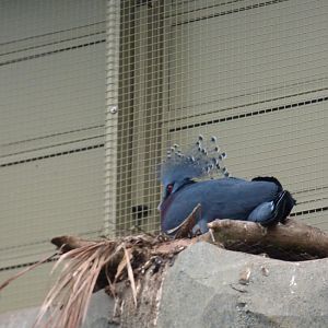 Nesting Crowned Pigeon in Monsoon Forest