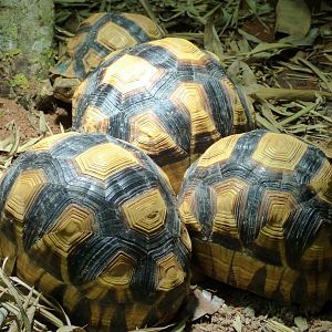 Ploughshare Tortoise