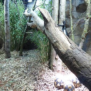 Ploughshare Tortoise Enclosure