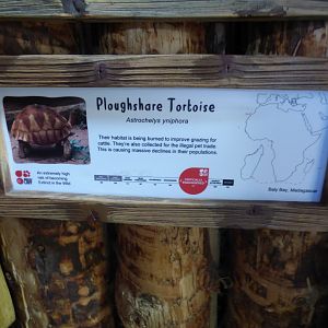 Ploughshare Tortoise Signage