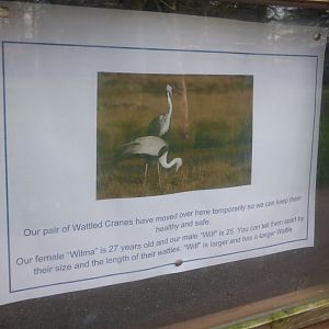 Wattled Crane Signage