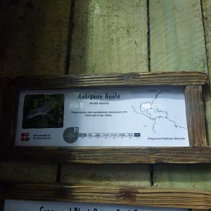 Anole Signage by Dart Frogs