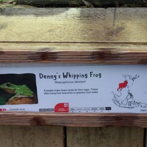 Chinese Gliding Frog Signage